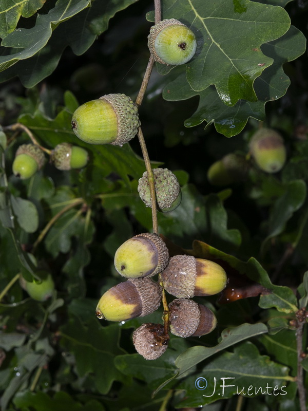 Quercus robur.09