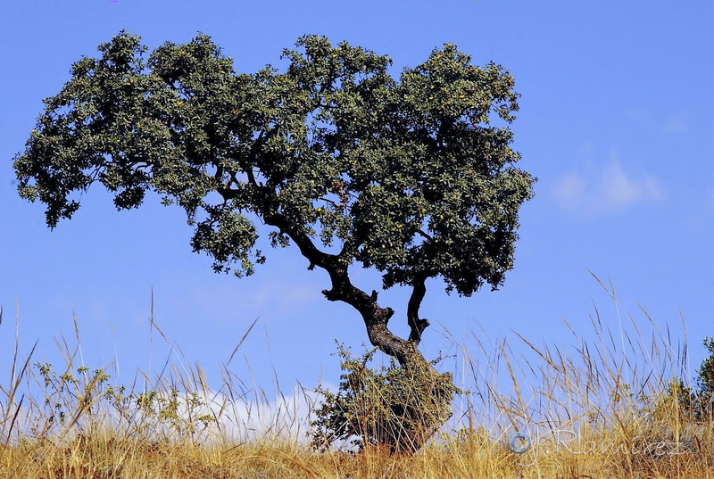 Quercus rotundifolia.02