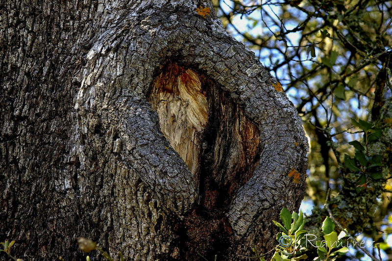 Quercus rotudifolia.17