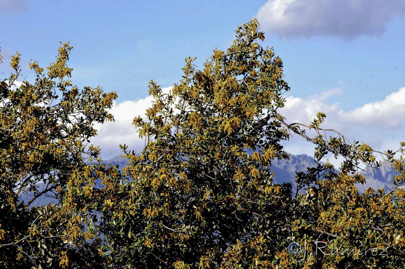 Quercus rotudifolia.19