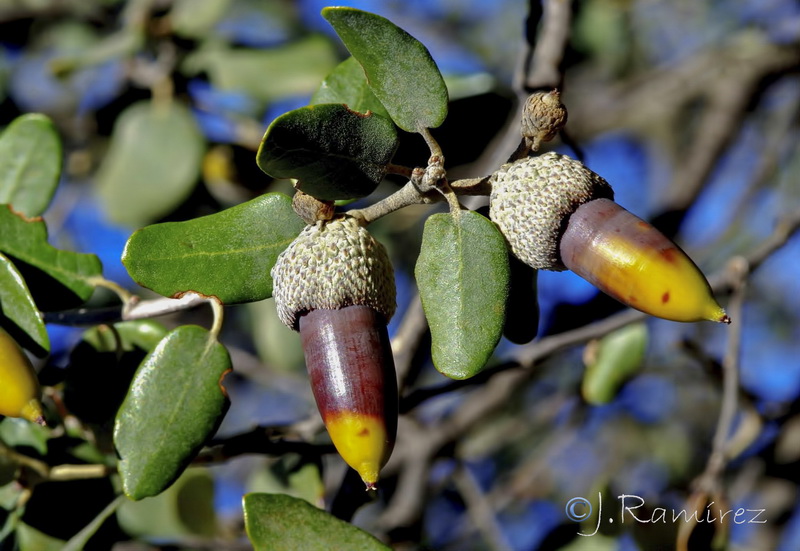 Quercus rotudifolia.22