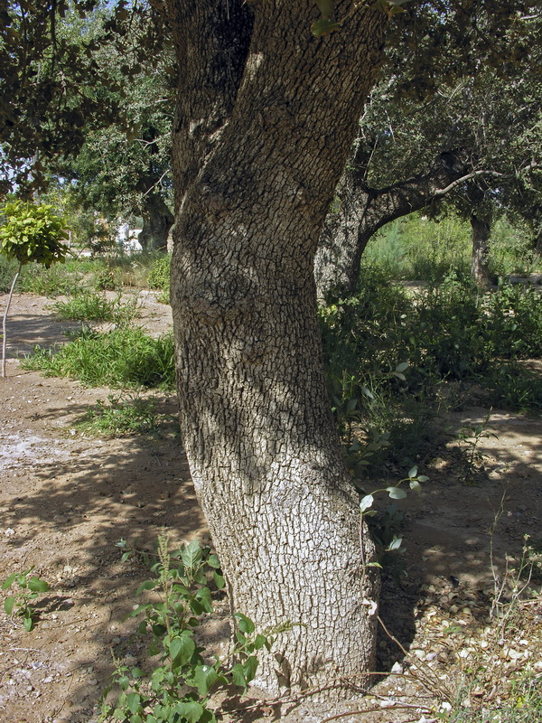 Quercus rotundifolia.03