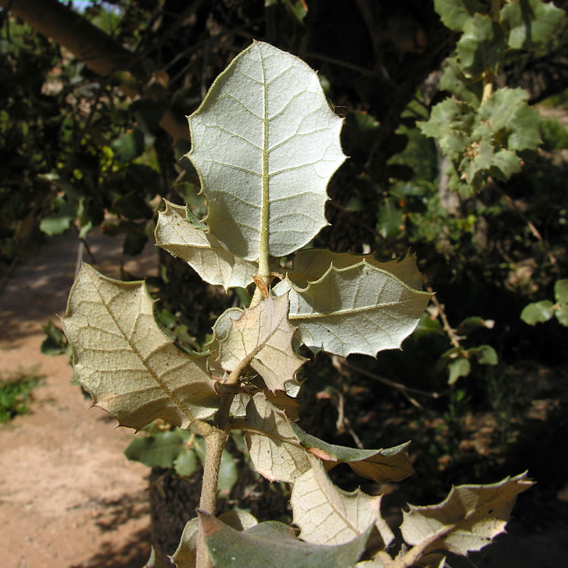 Quercus rotundifolia.05