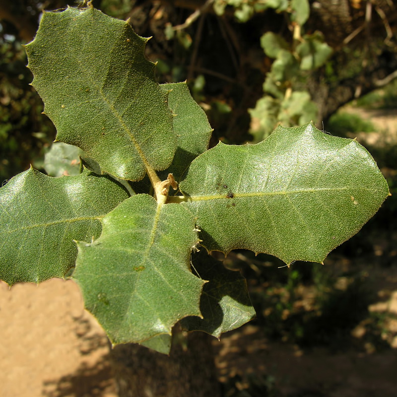 Quercus rotundifolia.06