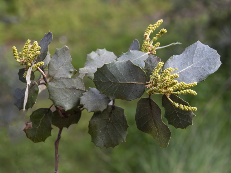 Quercus rotudifolia.20