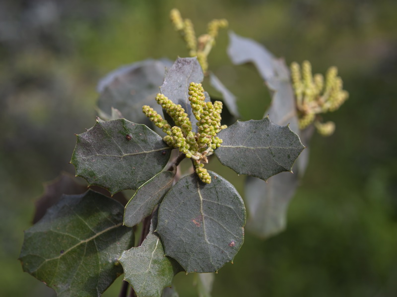 Quercus rotundifolia.15g