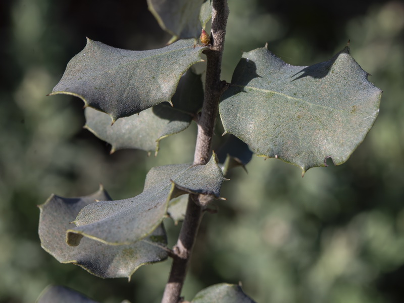 Quercus rotundifolia.05