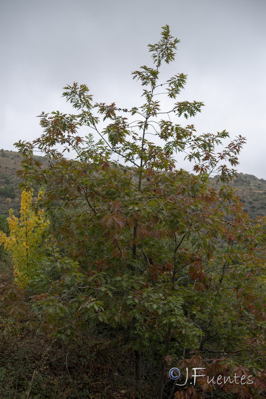 Quercus rubra.06