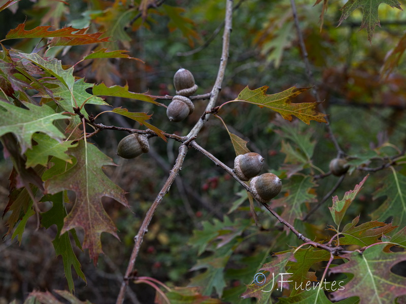 Quercus rubra.07