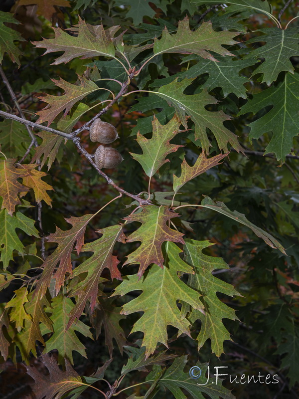 Quercus rubra.08