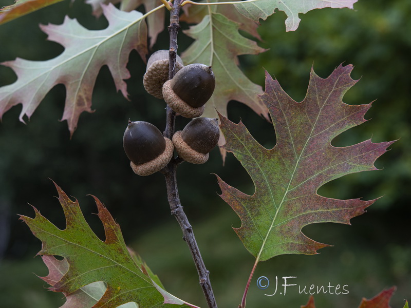 Quercus rubra.10