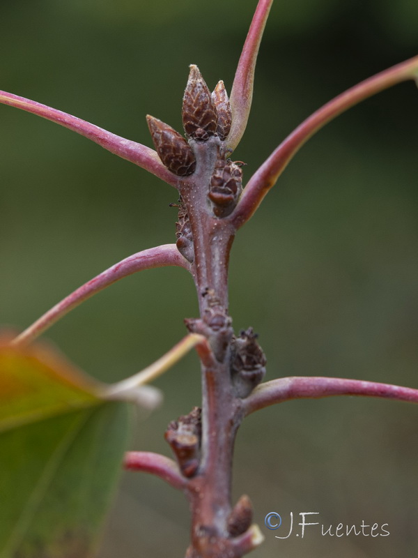 Quercus rubra.11