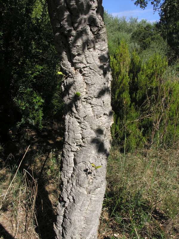 Quercus suber.04