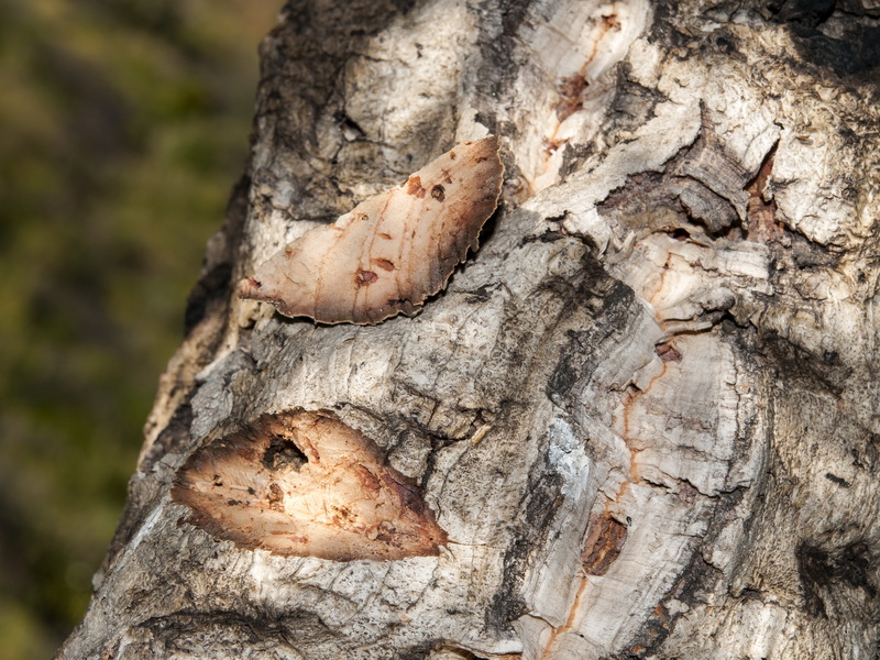 Quercus suber.05
