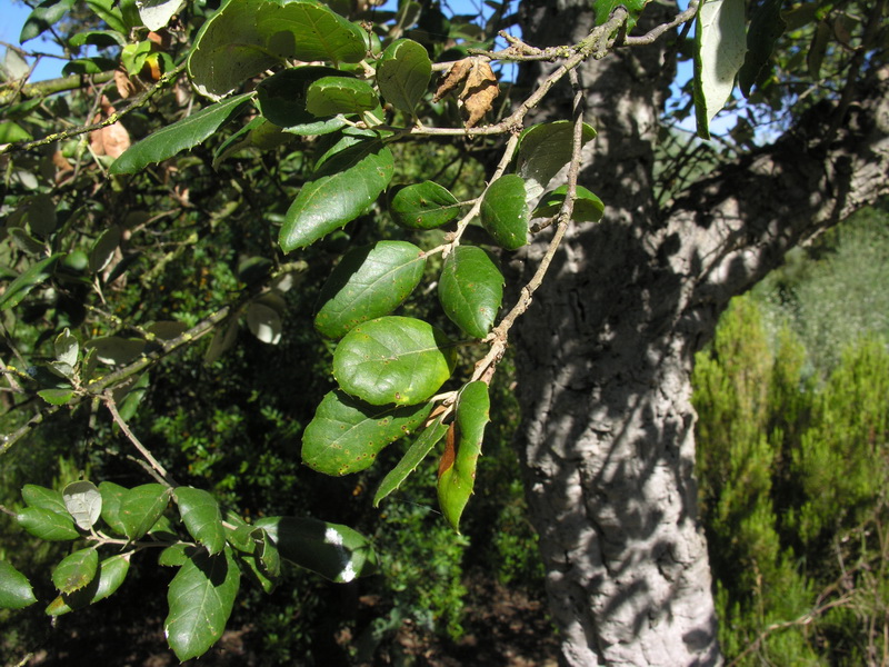 Quercus suber.07