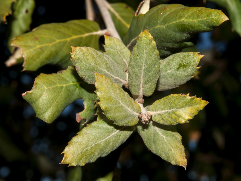 Quercus suber.11