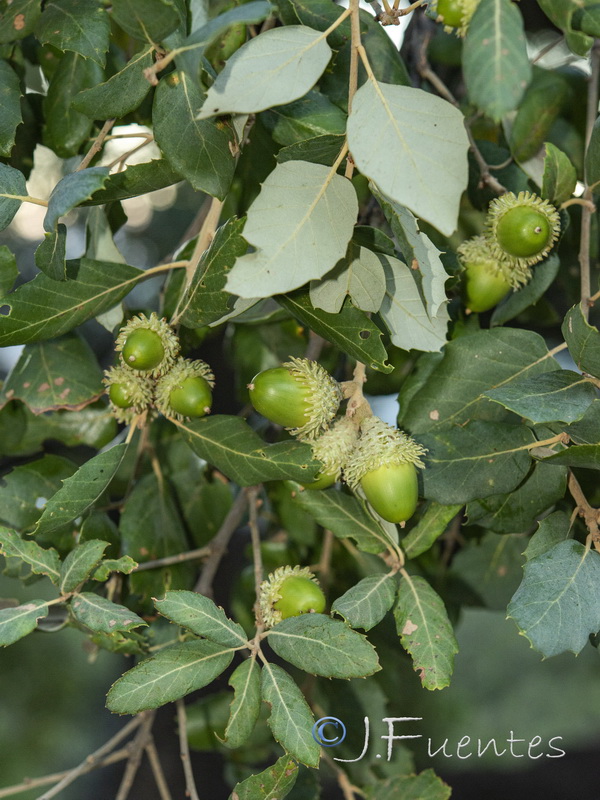 Quercus suber.14