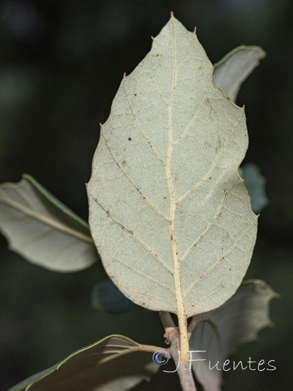 Quercus suber.15