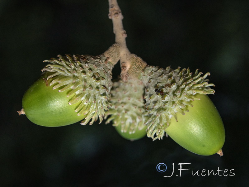 Quercus suber.16