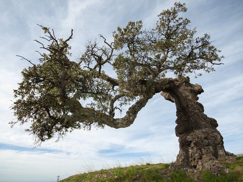 Quercus suber.17
