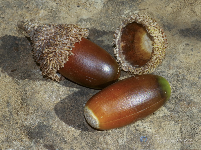 Quercus suber.19