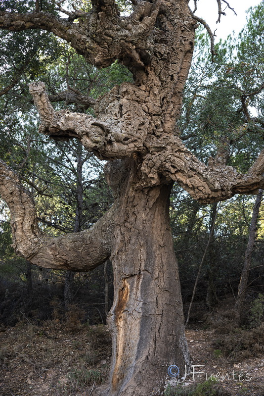 Quercus suber.20