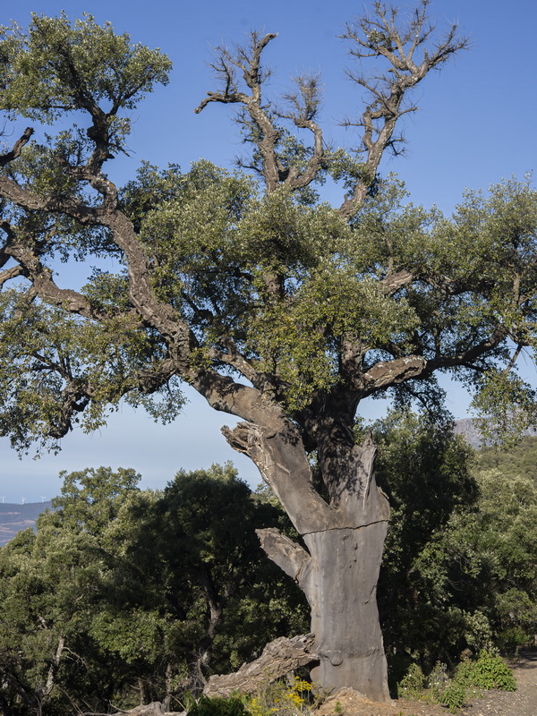 Quercus suber.21