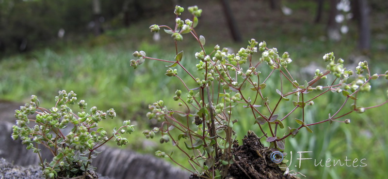 Radiola linoides.01