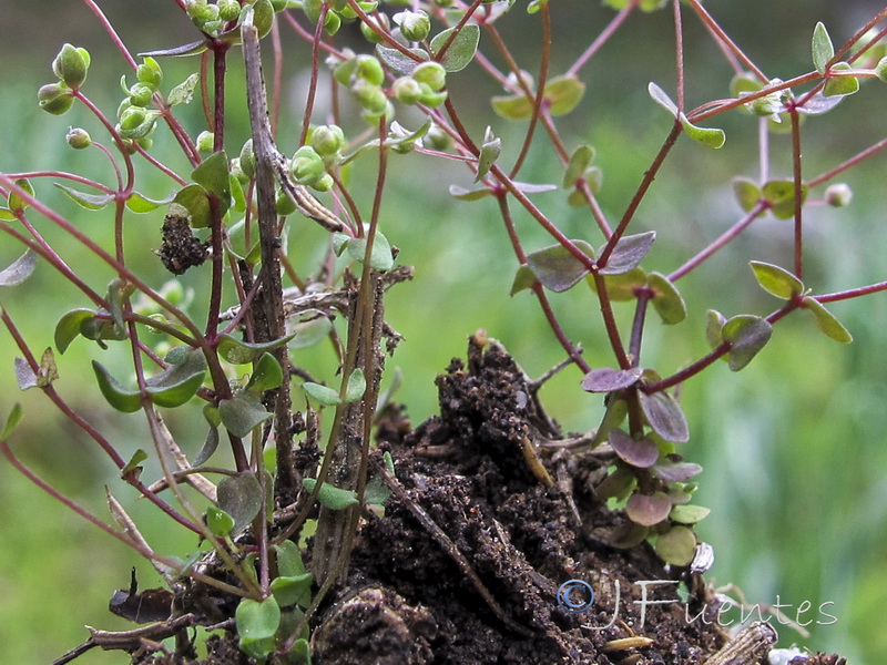 Radiola linoides.04