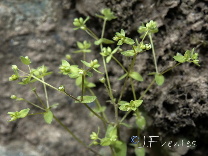 Radiola linoides.06