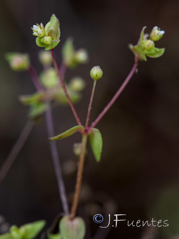 Radiola linoides.07