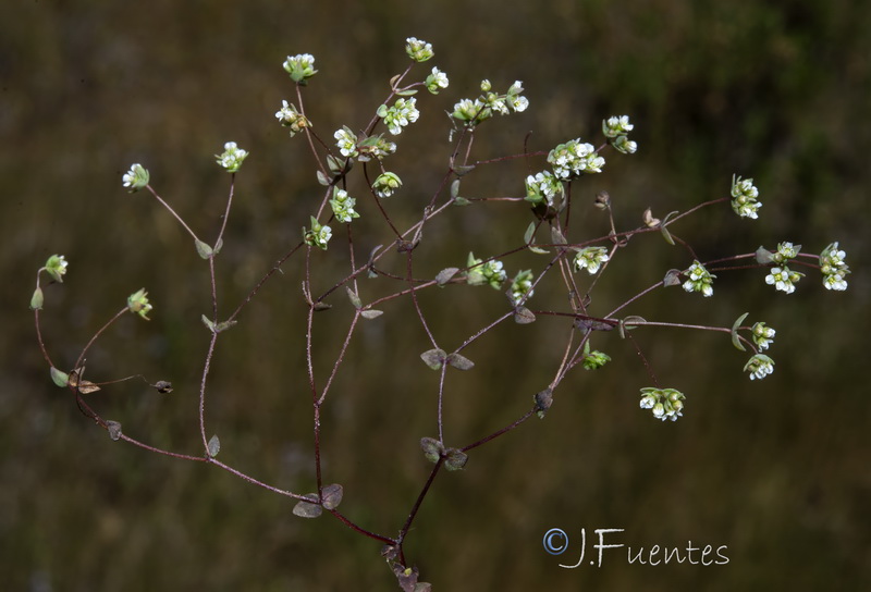Radiola linoides.08