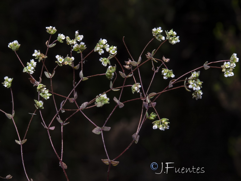 Radiola linoides.09
