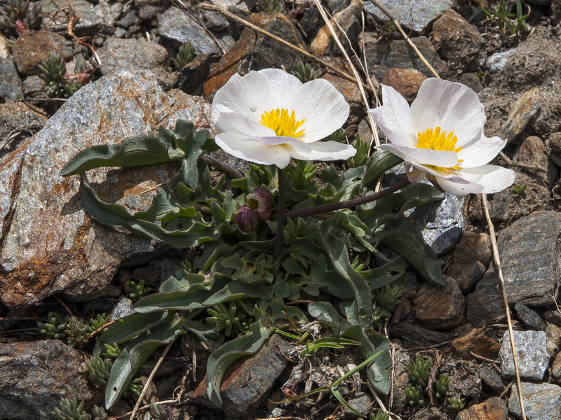 Ranunculus acetosellifolius.05