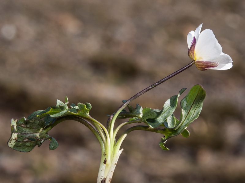 Ranunculus acetosellifolius.08