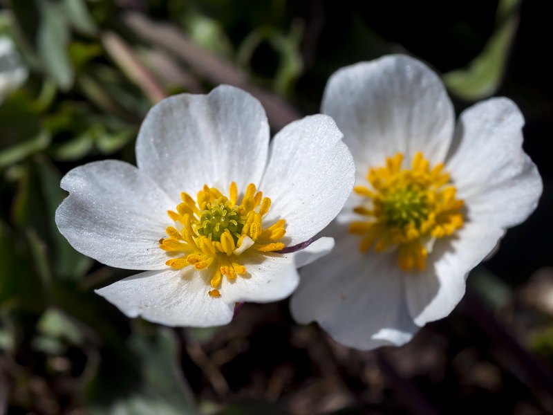 Ranunculus acetosellifolius.12