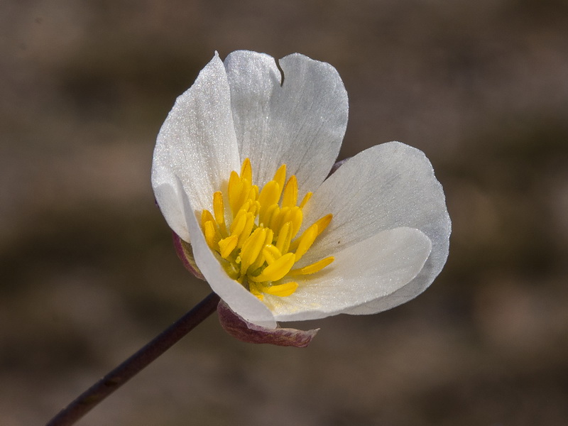 Ranunculus acetosellifolius.13