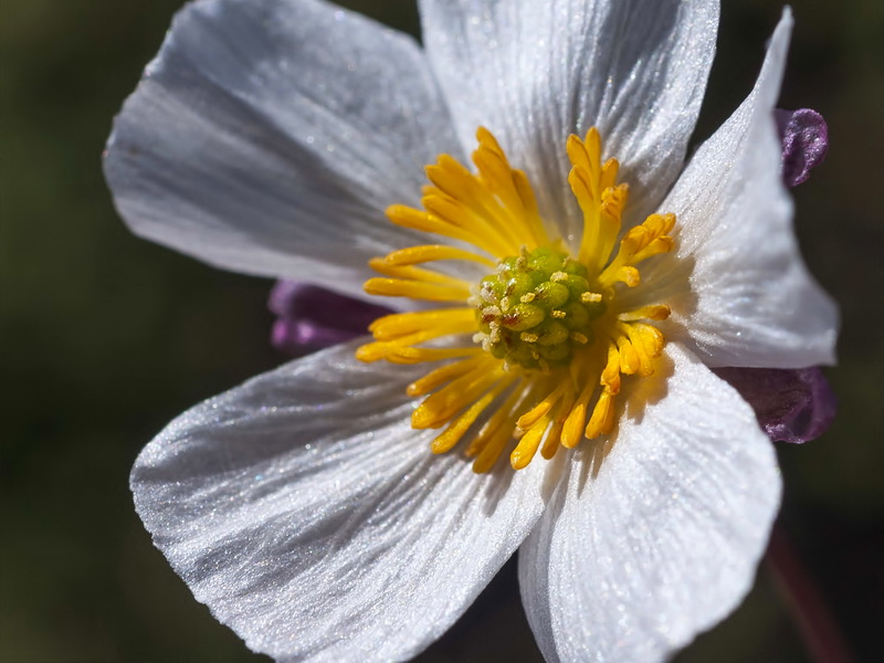 Ranunculus acetosellifolius.15