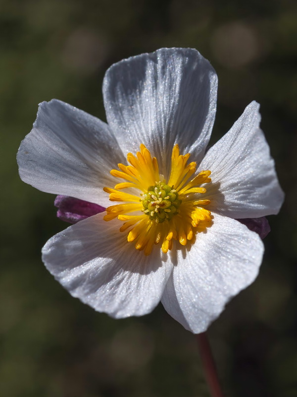 Ranunculus acetosellifolius.16