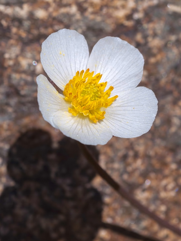 Ranunculus acetosellifolius.18