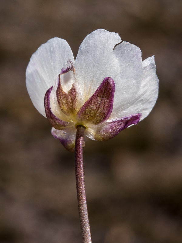 Ranunculus acetosellifolius.20