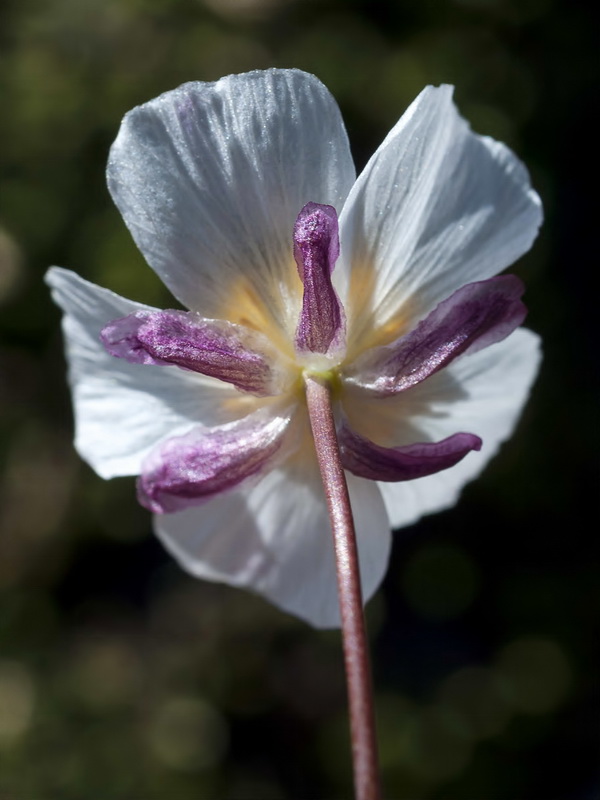 Ranunculus acetosellifolius.22