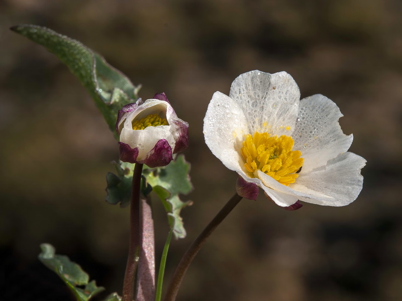 Ranunculus acetosellifolius.23