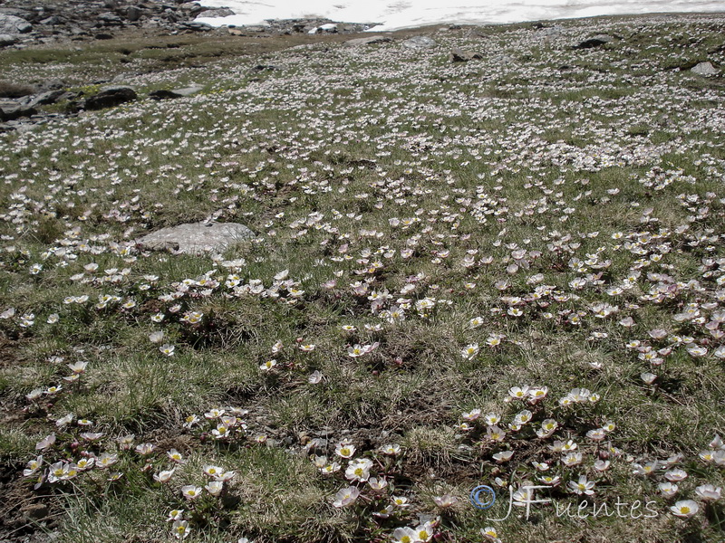 Ranunculus acetosellifolius.24