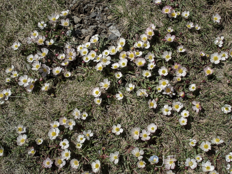 Ranunculus acetosellifolius.25