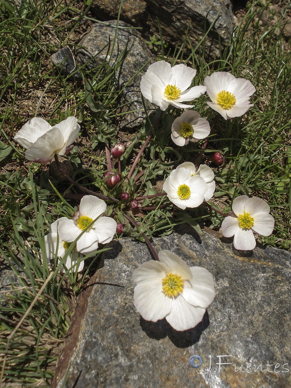 Ranunculus acetosellifolius.27