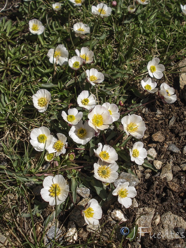 Ranunculus acetosellifolius.29