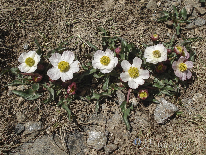 Ranunculus acetosellifolius.31