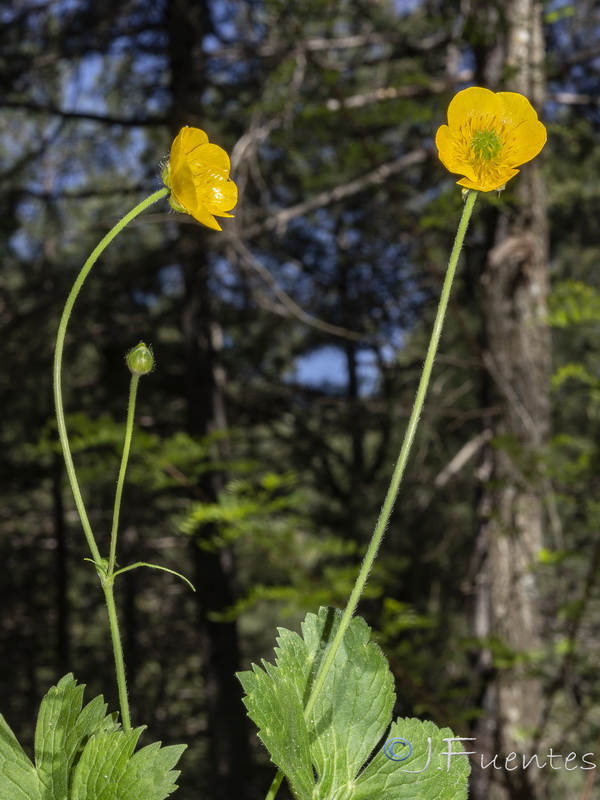 Ranunculus aduncus.03