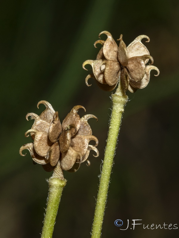 Ranunculus aduncus.05